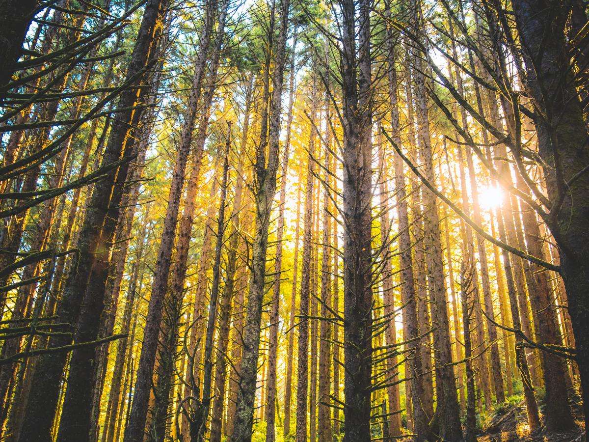 From Promise to&nbsp;Fulfilment